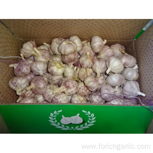 Buy Normal White Garlic